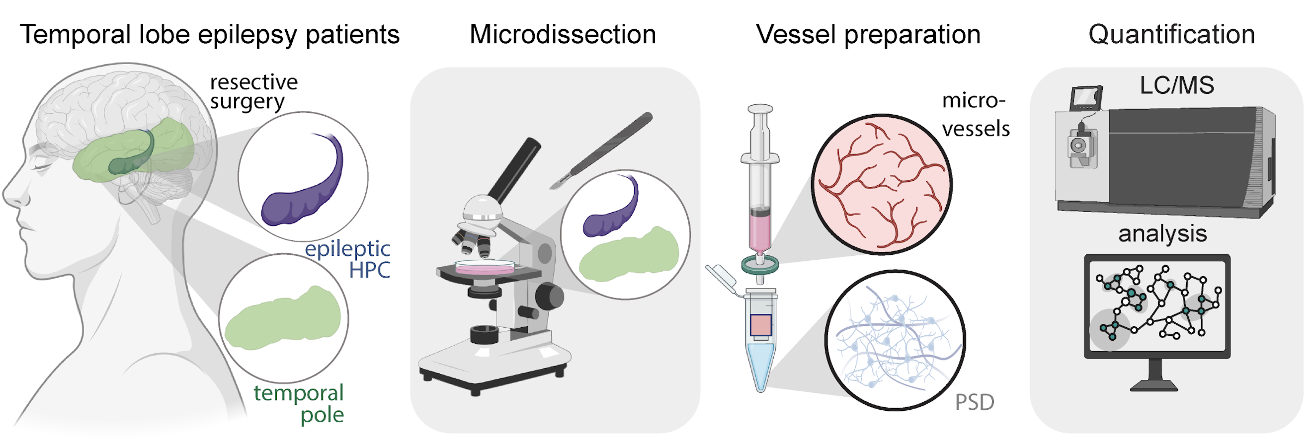 Experimental pipeline: temporal lobe epilepsy patients, microdissection, vessel preparation, LC/MS quantification